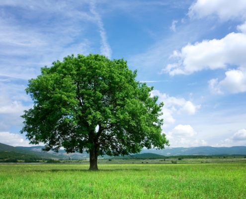 A big green tree with branches, in a field against a blue sky and white clouds